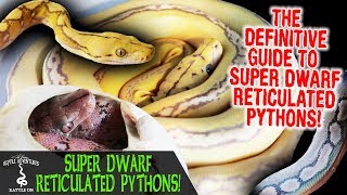 SUPER DWARF RETICULATED PYTHONS WITH REACH OUT REPTILES! (the definitive SD retic guide)