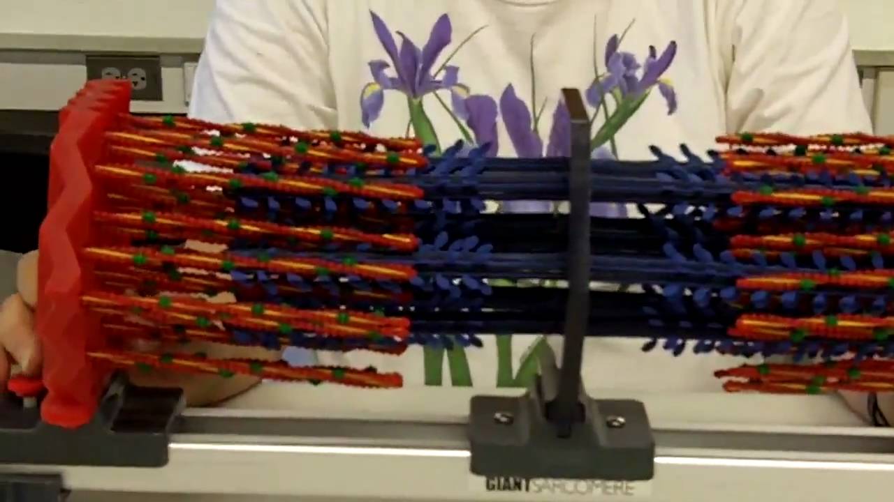Sliding Filament Sarcomere - YouTube
