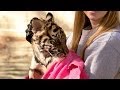 Understanding Animal Behavior and Interactions
