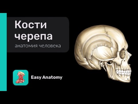 Кости черепа | Классификация