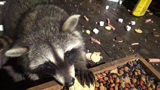 35 Raccoons On Sunday Night  + Jim Says Hello