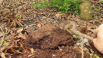 Được mùa Hoa Vải Thiều Lục Ngạn mà Lo Âu l nui doi luc ngan 98