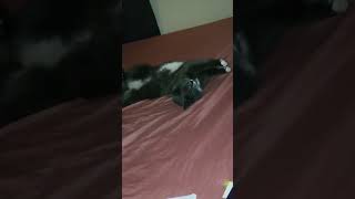 Does anyone elses cat sleep like this