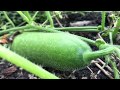 Winter melon growing technology
