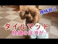 タイルマットを敷いて快適生活？　【トイプードルのサラ】