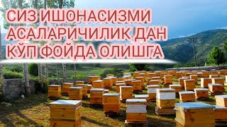 УЙ ШАРОИТИДА АСАЛЛАРИ БОҚИШ 12 ЯШИҚ ҚАНЧА ДАРОМАД ОБКЕЛАДИ