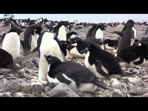 Adelie Penguins of Paulet Island, Antarctica