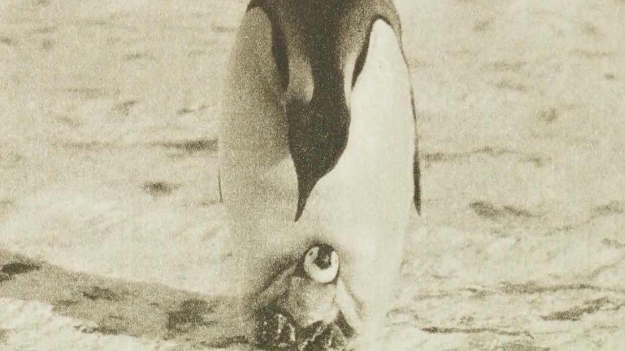 prince ali lyrics Royal Collection: 'The weirdest bird's-nesting expedition that has ever been' - Part One