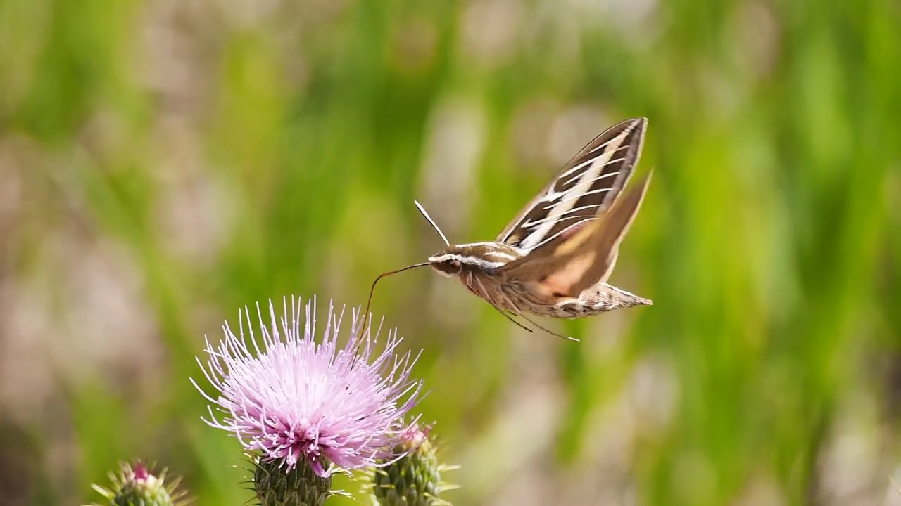 Moth feeding on Cactus Plant | Cactus plant on flower moth | subscribe for more videos 4k video