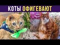 Приколы. Коты офигевают | Мемозг #216