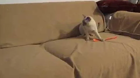 Watch the video about Tonkinese kitten playing