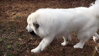ルンルンに夢中のお父さんの隙をつくアラン　Great Pyrenees　グレートピレニーズ