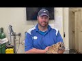 Six Flags Wild Safari announced birth of 5 Siberian tiger cubs