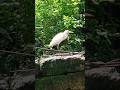A White Beauty #bird #shortvideo