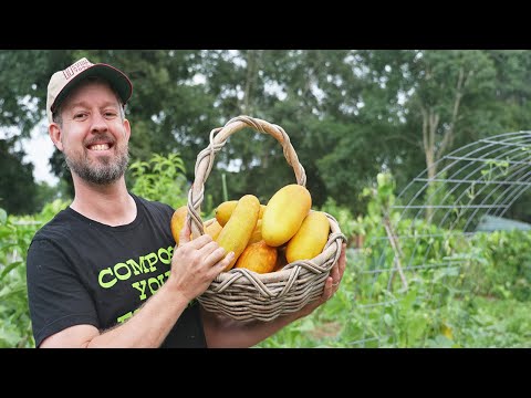 How to Save Cucumber Seeds the Crazy Easy Way & Make Gardening Easier Every Year