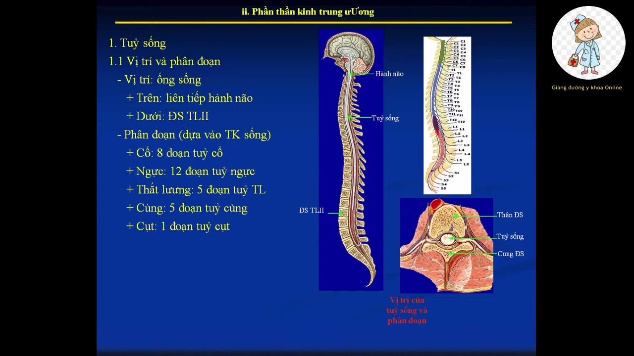 GI.Ả.I PH.Ẫ.U HỆ THẦN KINH TRUNG ƯƠNG