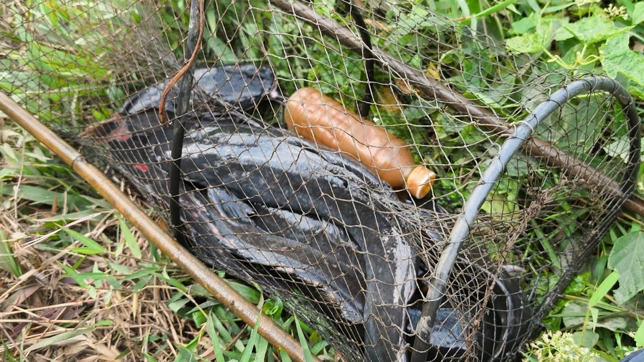 Đặc lờ cá. Thăm lờ cá những ngày ăn tết xong và thành quả 