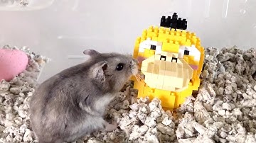 Cookie the Hamster with Pokemon Psyduck Nanoblock Stop Motion [ポケモン ナノブロック]