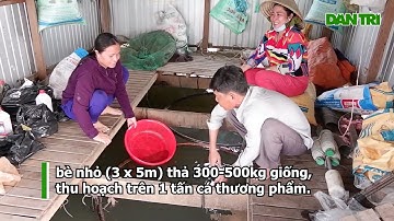 Nghề nuôi cá heo đuôi đỏ phất lên  như diều  tại An Giang