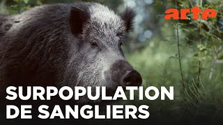 Sanglier, la bête noire | Mondes sauvages | ARTE Family
