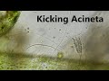 Kicking acineta