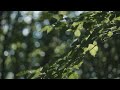 AI Generated Rustling Leaves: Is This Real Life? 🤯