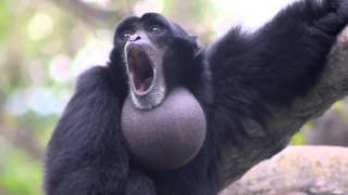 The Screaming Monkey