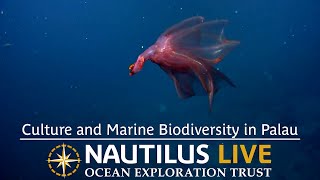Connecting Culture and Marine Biodiversity in Palau | Nautilus Live