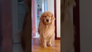 Dog Acts Coquettishly And Lets Play With Him😍😂 #Cute #Pets #Animals #Funny #Dog #Shorts #Funnydogs