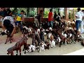 Lucknow nakhas bakra market full exotic bakra market update210424       