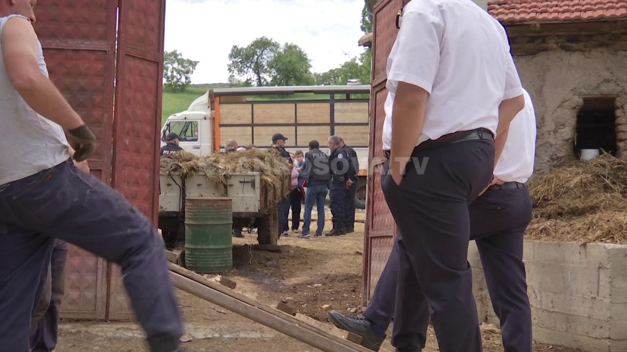 Kontrabanda, konfiskohen 25 lopë - 28.05.2019