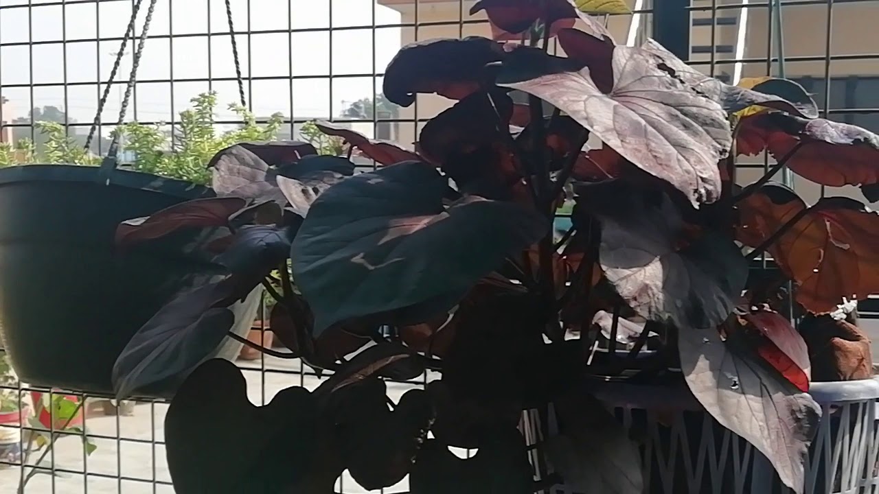Permanent hanging Plants#Unique ideas for hanging plants#Best hanging