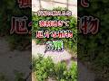 【安易に植えるな】強靭すぎて厄介な植物3選