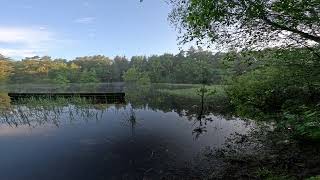 5Min Asmr Small Bog Pond In A Forest 5,3K Uhd Maxlense