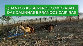Quantos Kg Se Perde Com O Abate Das Galinhas E Frangos Caipiras