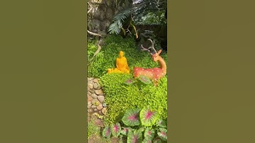 sư minh tuệ - làm tiểu cảnh sân vườn