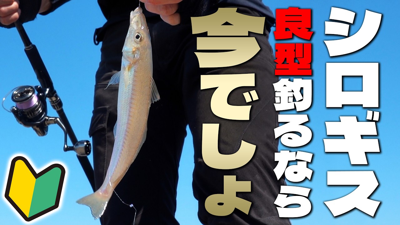 Japanese Whiting Fishing] Now is the time to target large fish