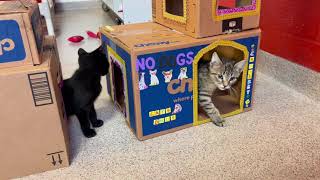 Kitten Cam - National Animal Shelter Appreciation Week (Part 1!) by Cat Depot 169 views 1 year ago 3 minutes, 39 seconds