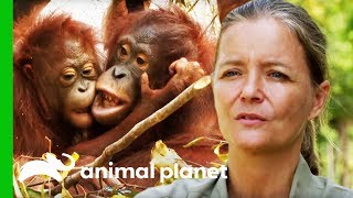 Adoptive Mother And Baby Orangutan Need To Be Separated | Orangutan Island