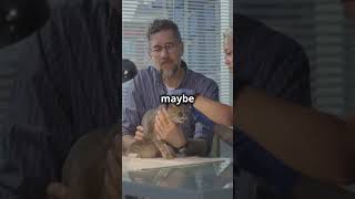 Can Cats Eat Cheese? The Truth in 60 Seconds! Can Cats Eat Cheese? The Truth in 60 Seconds!