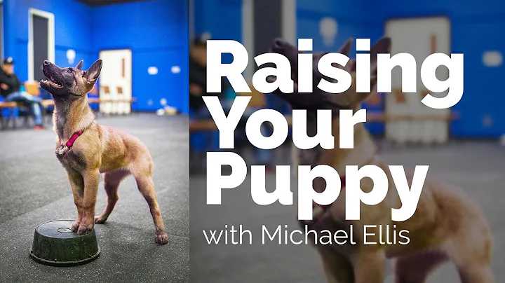 Raising your Puppy with Michael Ellis - Developing an Active Training Partner