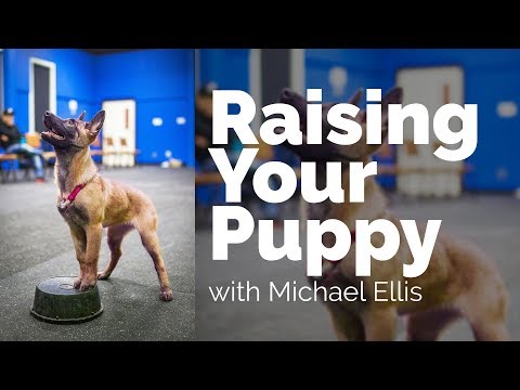 raising-your-puppy-with-michael-ellis---developing-an-active-training-partner