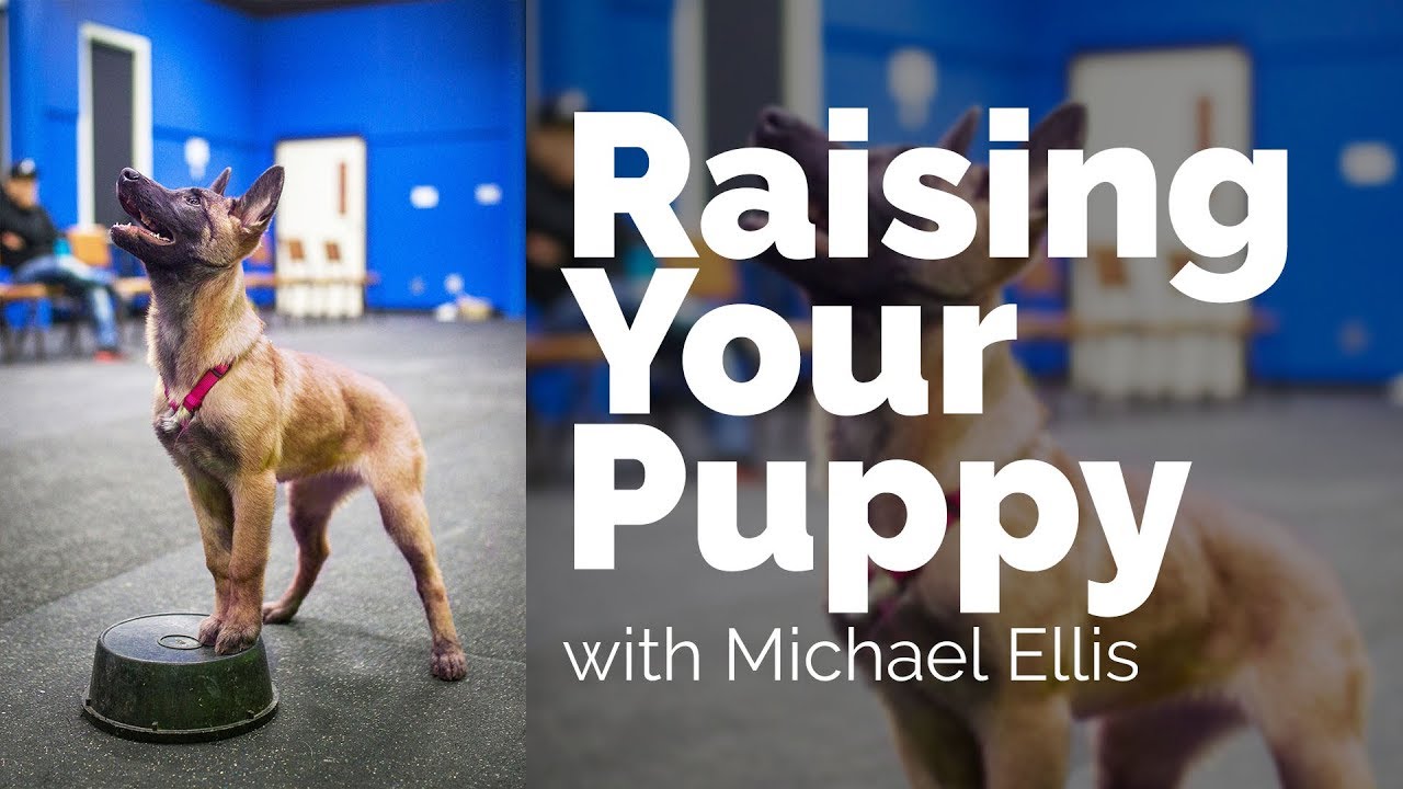puppy paradise Raising your Puppy with Michael Ellis - Developing an Active Training Partner