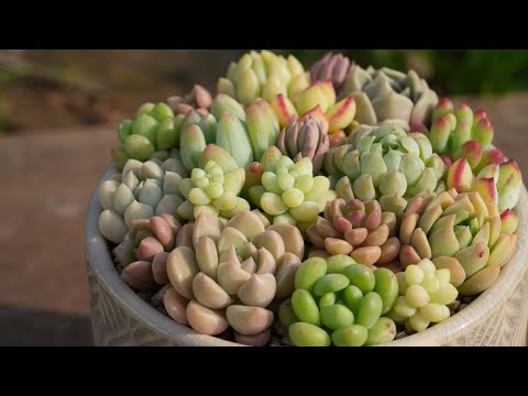 355 【こんな寄せ植えもおすすめ】カラフルだけじゃない。多肉と器の