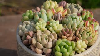 355 【こんな寄せ植えもおすすめ】カラフルだけじゃない。多肉と器の