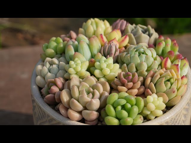 355 【こんな寄せ植えもおすすめ】カラフルだけじゃない。多肉と器の