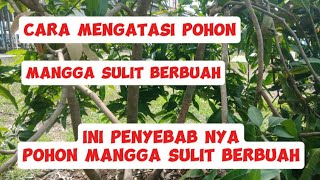 INI PENYEBAB NYA POHON MANGGA SULIT BERBUAH.#pruning #tanaman #mangga #tutorial