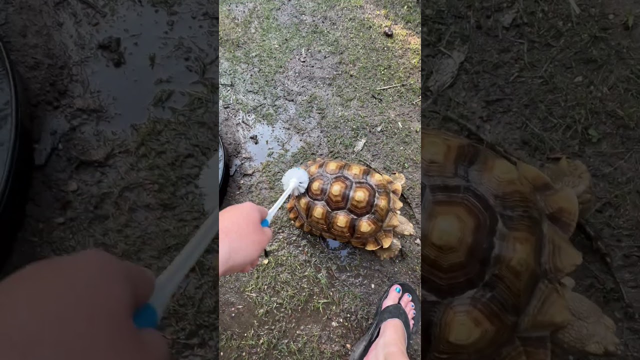 Tortoise butt scratch! 