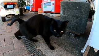 ホットドッグ屋さんの前にいた黒猫をナデナデすると懐いてきた