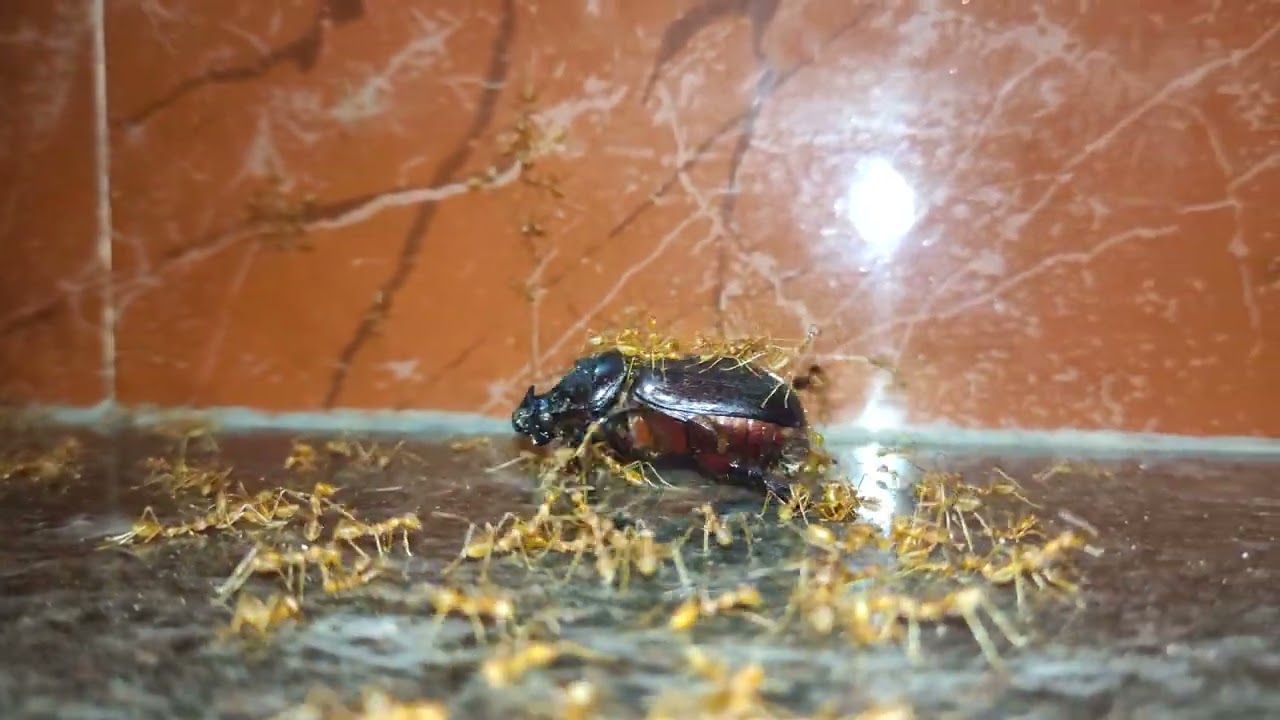 Weaver ant vs Coconut rhinoceros beetle (coconut palm rhinoceros beetle, Asiatic rhinoceros beetle)